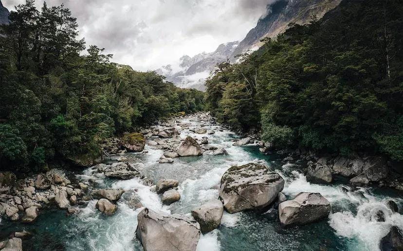 Tutoko River through a forest in Fiordland National Park