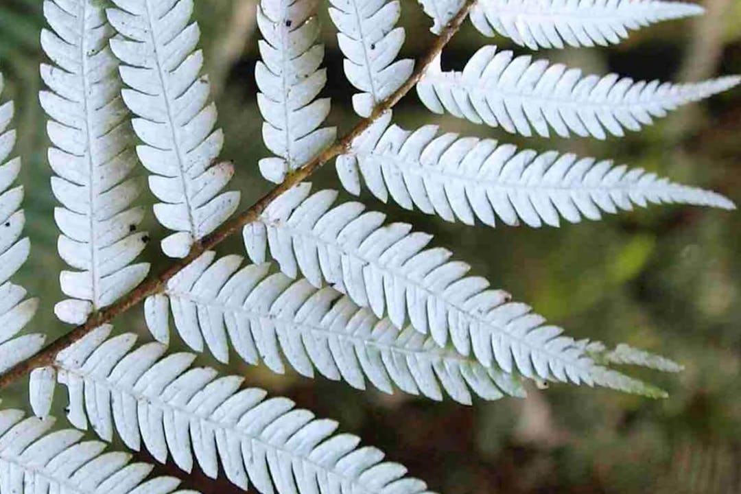 New-Zealand-silver-fern
